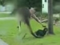 A dog had a lucky escape after it was approached by a kangaroo. Picture: TikTok/beauzyyy