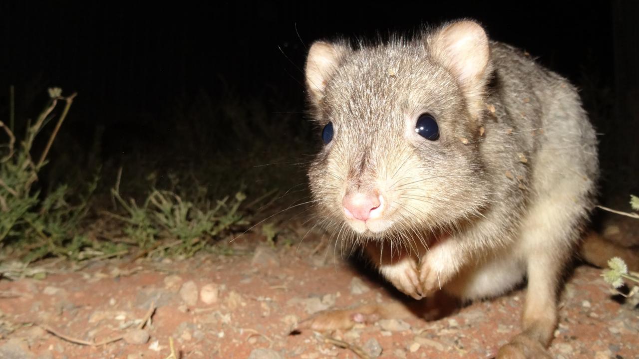 Battle to save animals on the brink at Outback reserve