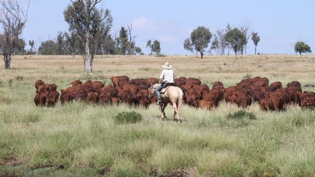 Sam and Sarah Becker operate the Jarrah Cattle Company at Banana, Queensland.