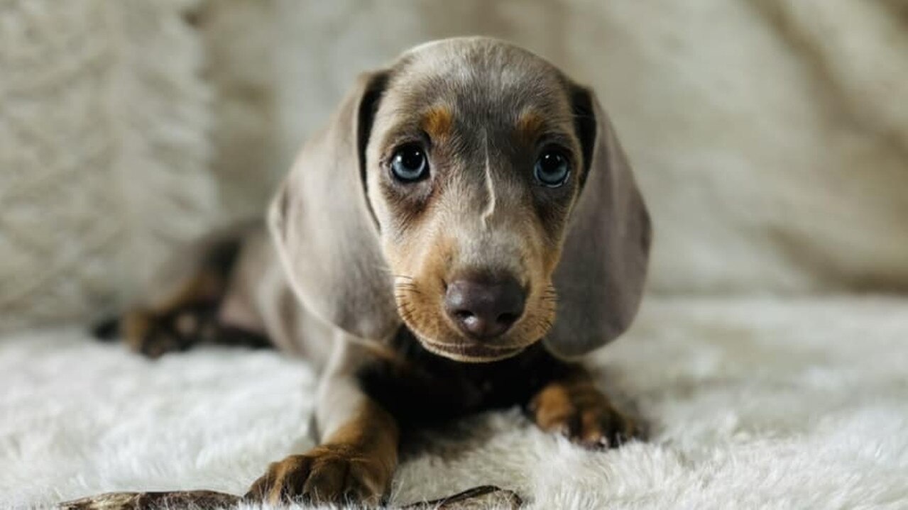 Raya: Demi Rodgers' 8 week old Dachshund puppy