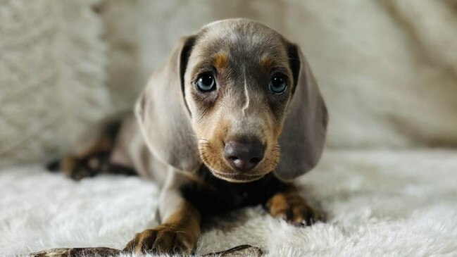 Raya: Demi Rodgers' 8 week old Dachshund puppy