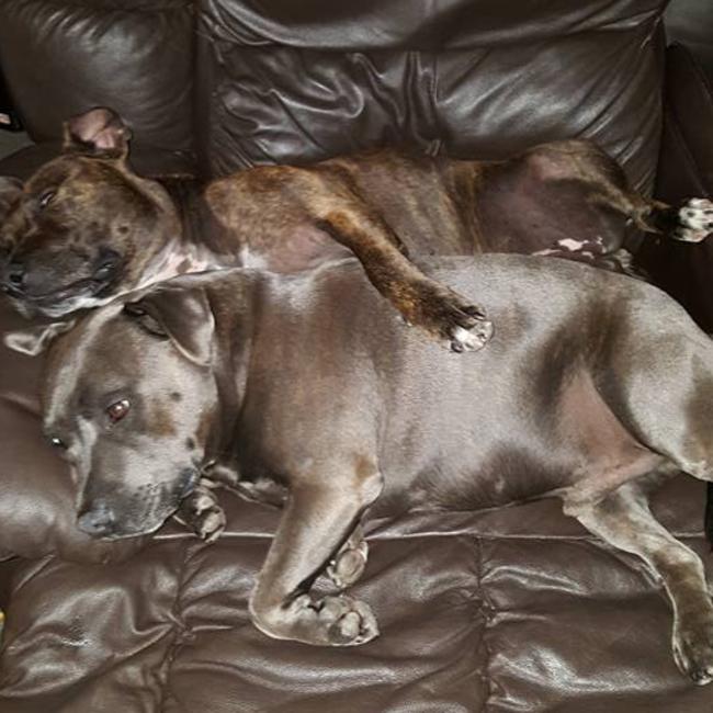 VASH AND TALI: Vash is the blue boy who loves kids but is scared of the dark. Tali is a brindle girl who protects her family from birds. The pair live in Labrador.