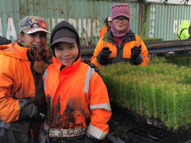 Nene Mibus, Ehklei Ehklei and Trinidad Pasilan from Gildera Forestry Services are among a team of staff at OneFortyOne’s Glencoe Nursery managing the delivery of seedlings. Picture: Green Triangle Forest Industries