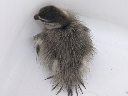 A baby duck was rescued from a drain at Pimpama. Picture: Lisa Larman.