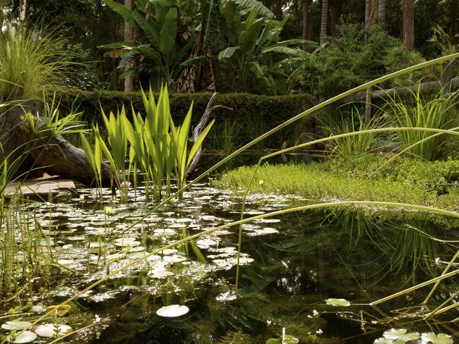 A "pool to pond" conversion in Ku-ring-gai.