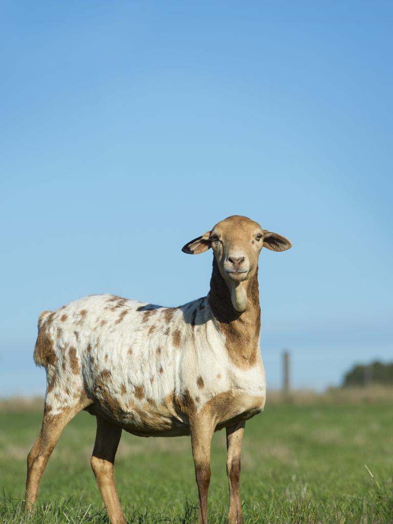 A red speckled ewe. Picture: Zoe Phillips