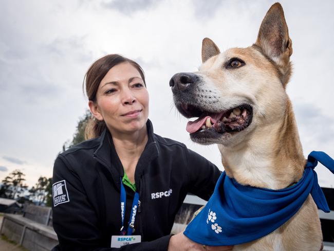 Lisa Alford from the RSPCA with dog Bailey. Picture: Jake Nowakowski