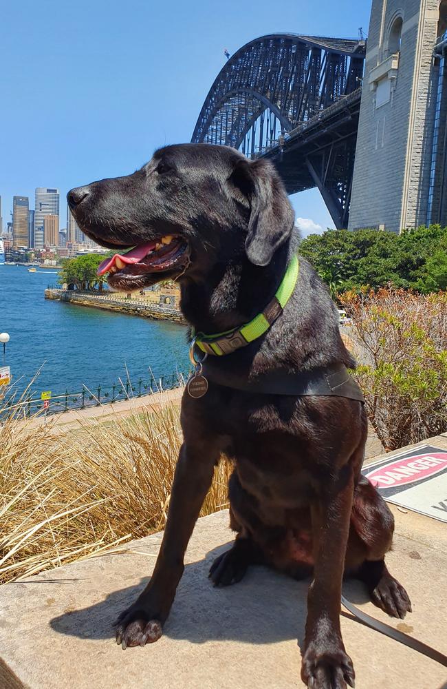 Black Labrador Viking is a Fire and Rescue NSW accelerant detection canine. Picture: Gianluca Bertoldi