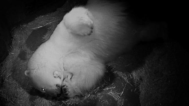 Sea World polar bear Liya continues to care for her one remaining cub after losing its twin. Photo: Sea World