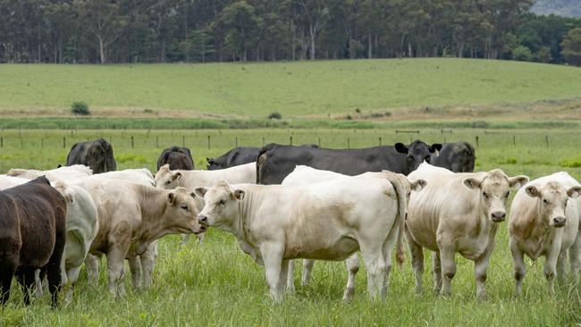 The meat industry welcomed Beijing lifting the suspension of three Australian abattoirs, but noted eight abattoirs remained blocked from China. Picture: Zoe Phillips