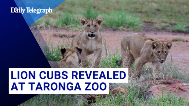 The debut of five-month-old Lion cubs Bahati, Jabari and Zawadi