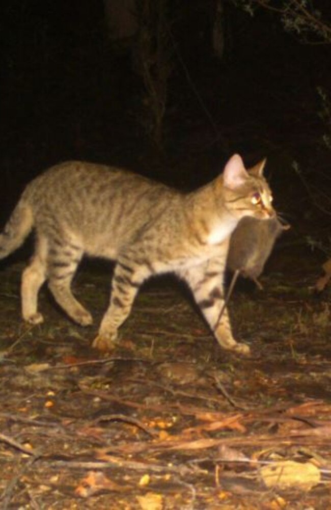 Council expects the seasonal conditions will aid in the surge of all feral animal populations.