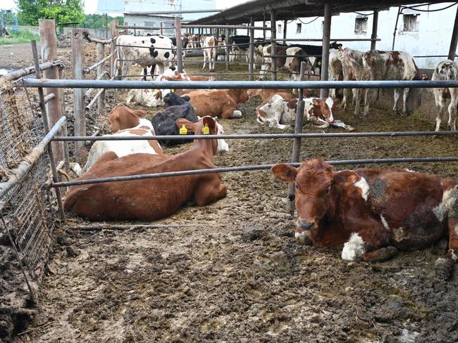 Cows on a farm in the village of Mala Rohan, near Kharkiv, amid Russian invasion of Ukraine. Picture: Sergey Bobok/AFP