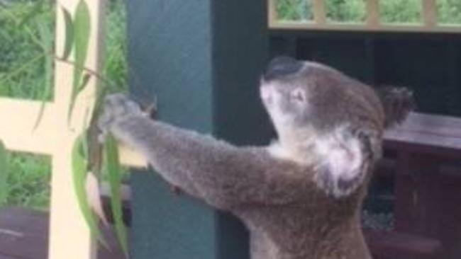 Dead koala screwed to gazebo in QLD: Photos | news.com.au — Australia’s ...