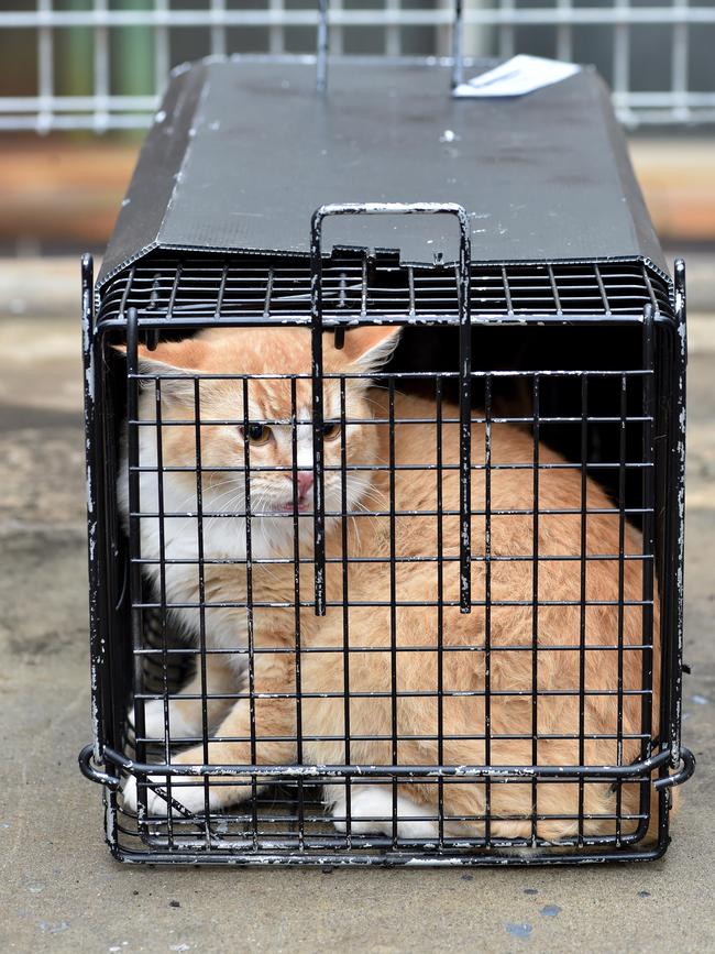 New laws aims to better control Tasmania’s domestic, stray and feral cats. Picture: AAP