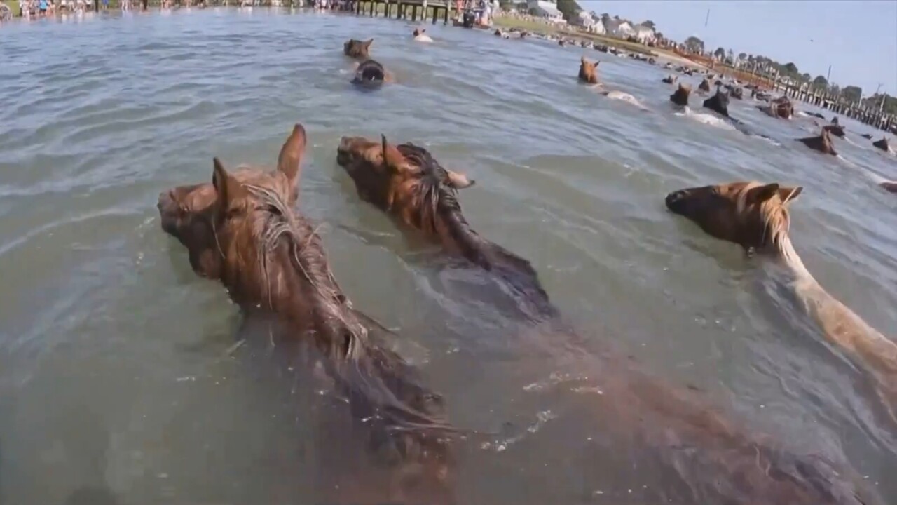 World-famous Chincoteague pony swim returns for 2023