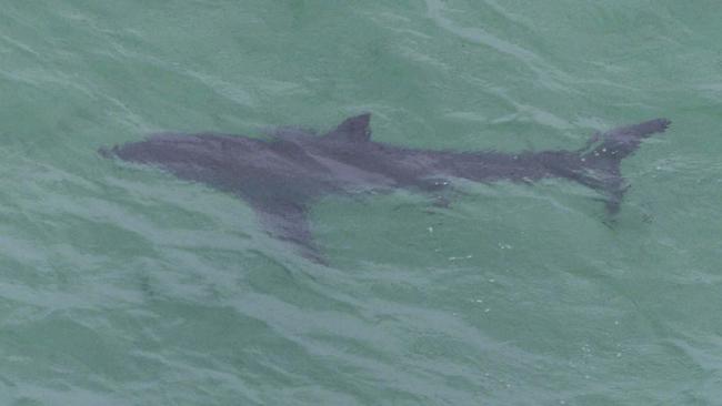 A great white shark, estimated to be over four metres long, off the coast of Port Stephens. Picture: Lindsay Moller