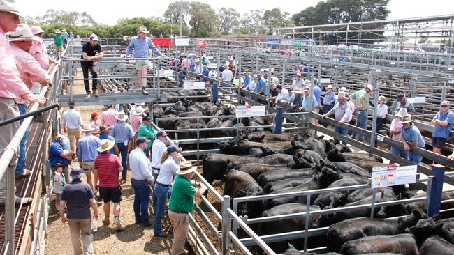 A calf sale at Hamilton in Victoria in January 2020. The Weekly Times’ coverage of summer calf sales is unrivalled. Picture: Jenny Kelly