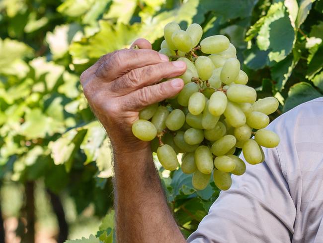 Australian table grapes association, grower Nick Muraca