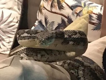 A monster python stalks a Brisbane woman's pet cat. Picture: Kelly White