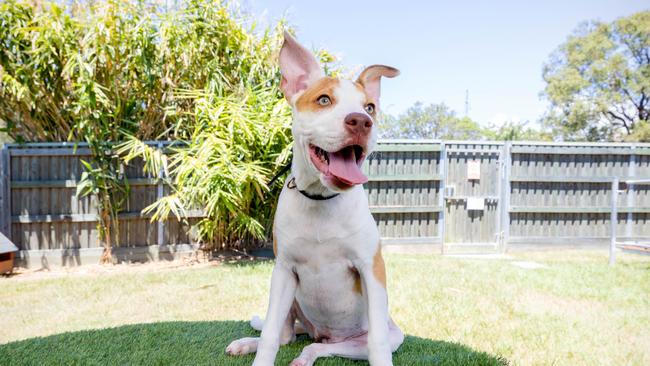 Gerkin, the three-month-old American Staffy-cross ready for adoption at AWLQ Warra Animal Rehoming Centre in Bracken Ridge. Picture: Richard Walker