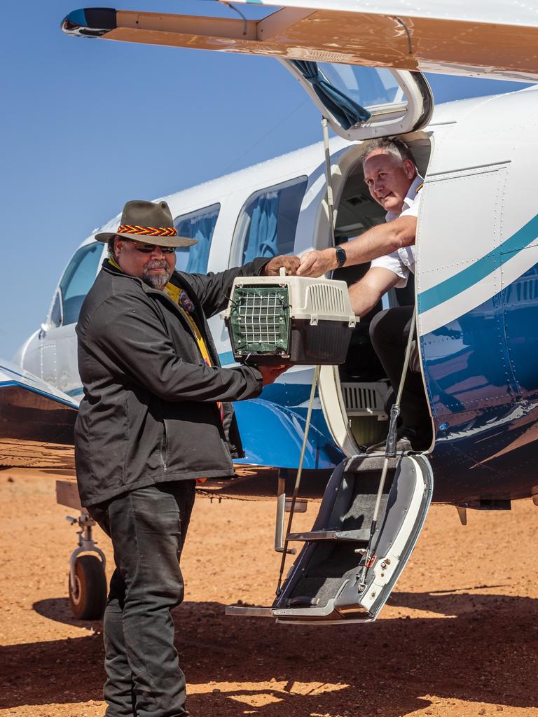 Leroy Johnson meets the flight to collect the new arrivals. Wongkumara Traditional Owners are celebrating the release of the marsupials back into the wild after 100 years.