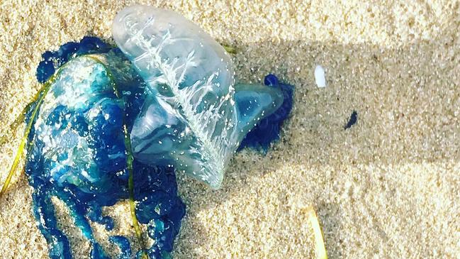 Locals have been warned about bluebottles in Victoria. Picture: Supplied/Facebook