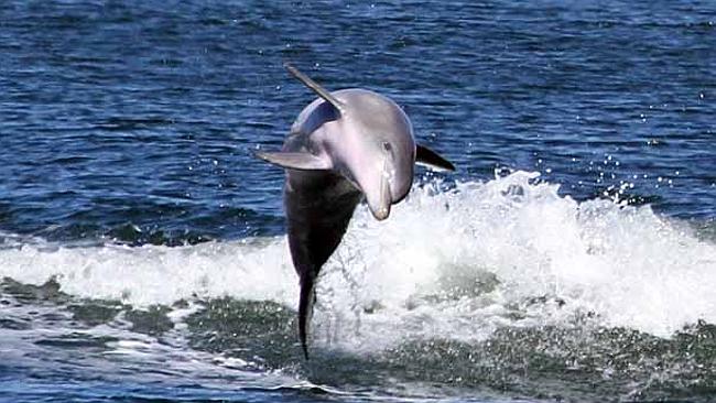 Port River dolphins make the most of sunny conditions, happily showing ...