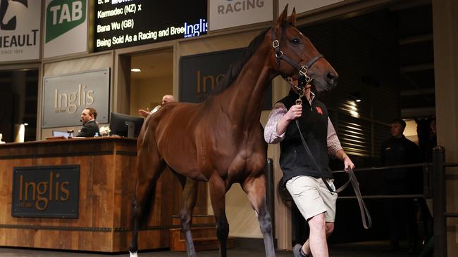 Group 1 winning mare Montefilia was sold to Yulong at the Inglis Chairman’s Sale on Thursday night.