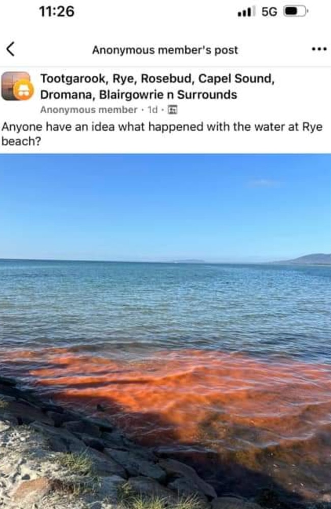 Is red algae at Rye the reason hundreds of fish have died? Picture: supplied