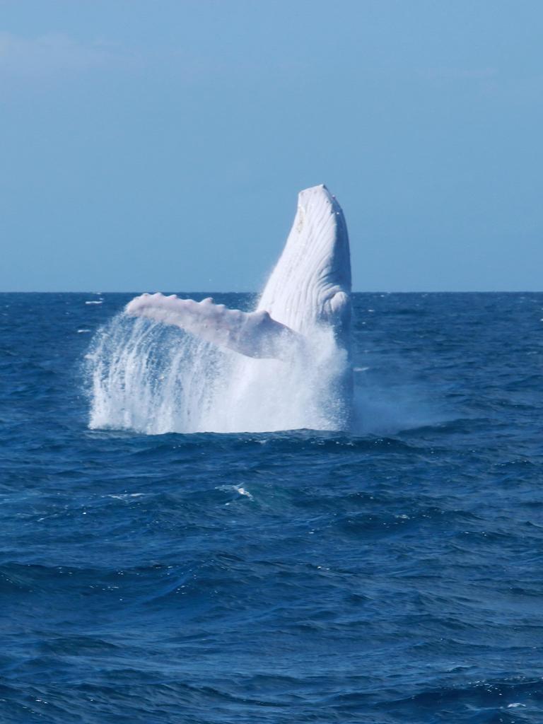 Migaloo putting on an amazing show breaching out of the water at Port Douglas. Picture: Indepth Photography, Quicksilver.