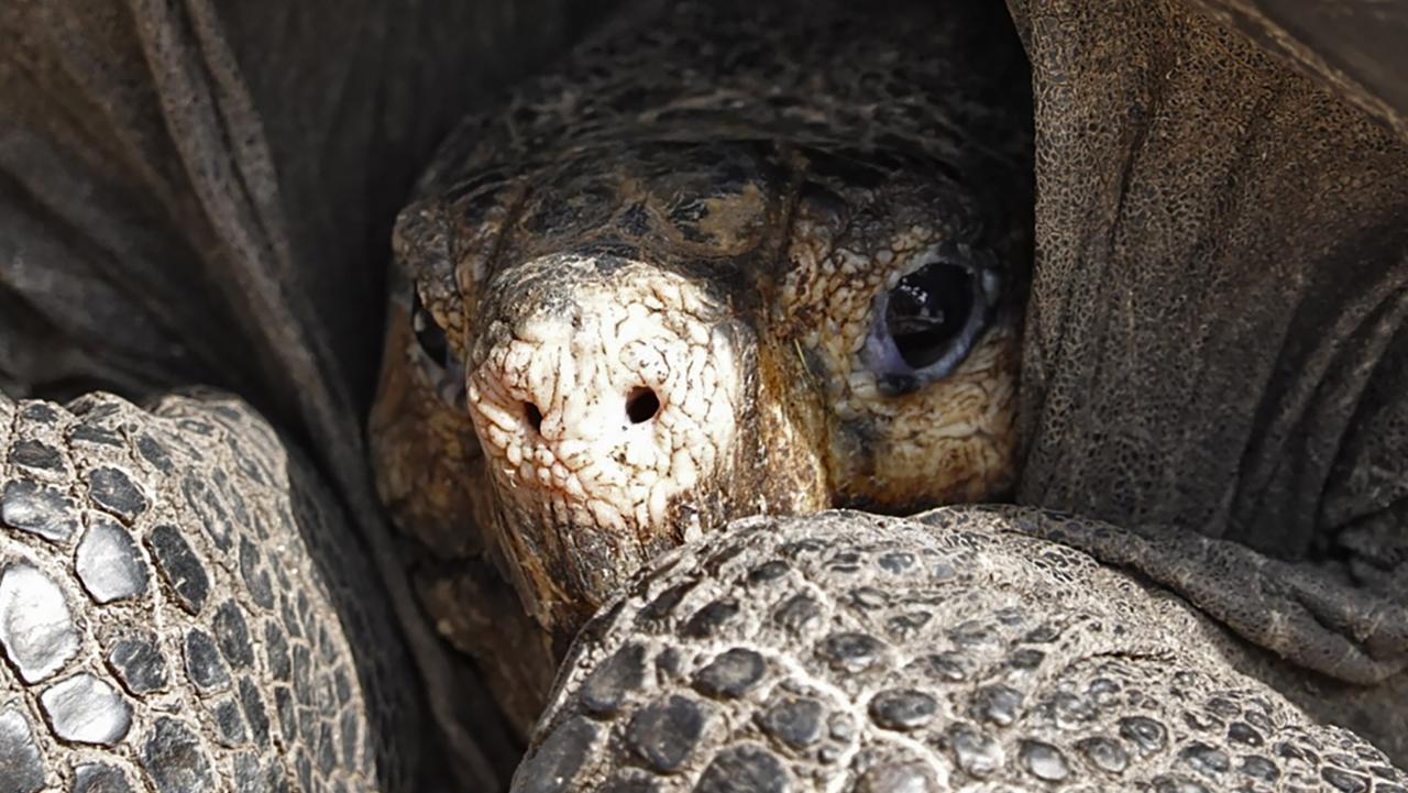 Tortoise feared extinct for a century found on remote Galapagos island ...