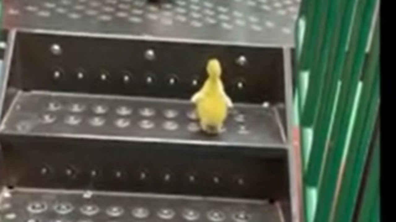Duckling accepts playground dare