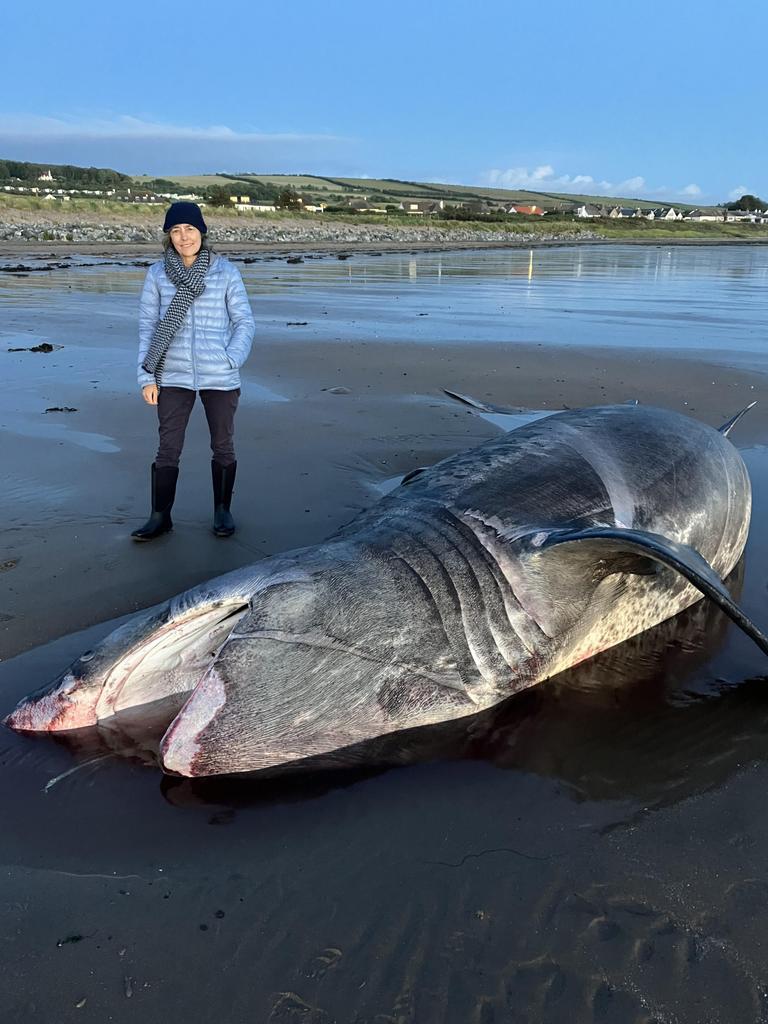 Beach-goer Yolanda McCall first thought the shark was a whale due to its massive size. Picture: Jam Press/Yolanda McCall