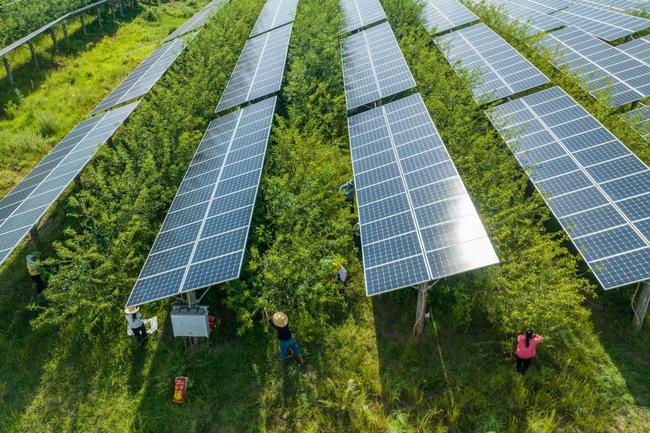 Pepper farmers work in field under solar panels in China's southwest Guizhou province