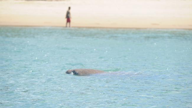 A dugong in the shallow waters of Hervey Bay. Photo: Karleila Thomsen.