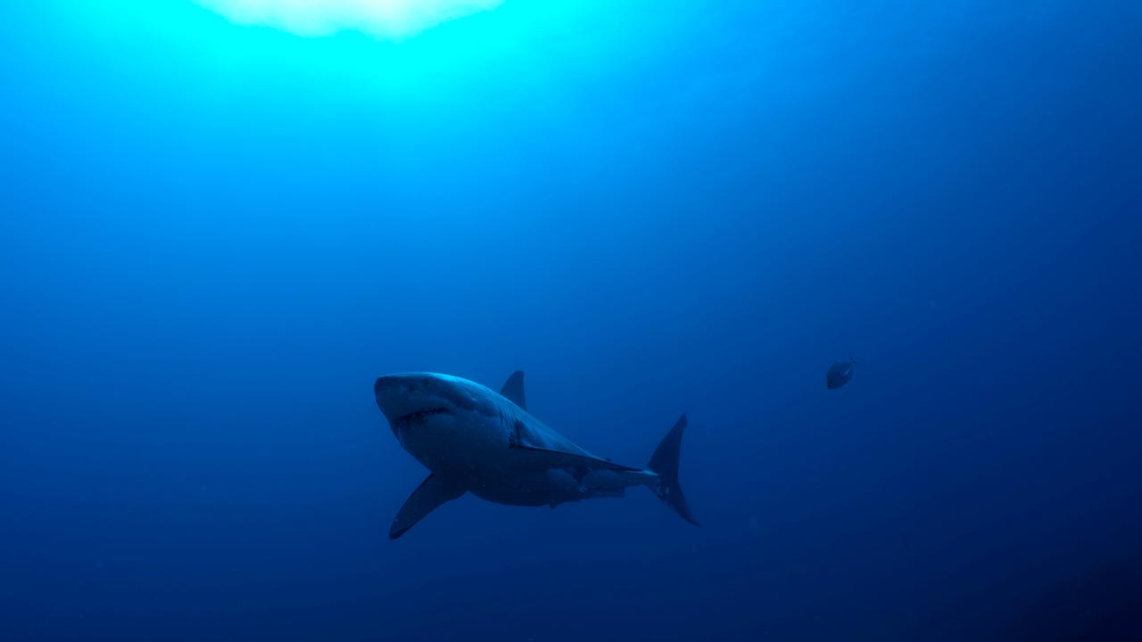 Deep blue: A great white shark off the North Neptune Islands. Picture: Jake Parker 