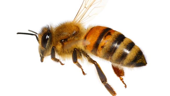 Teen driver crashes into bee colony in St Helena | Herald Sun