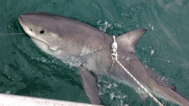 A female great white shark being tagged and released from SMART drum lines off Evans Head near Ballina.