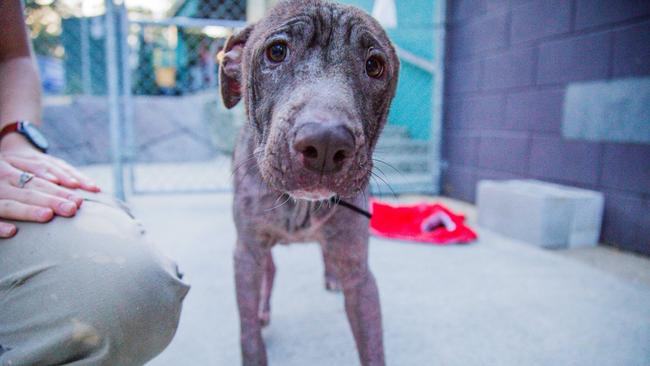 Kojak, dumped at the Gold Coast pound before being transferred into AWLQ's care. Picture: Animal Welfare League of Queensland.