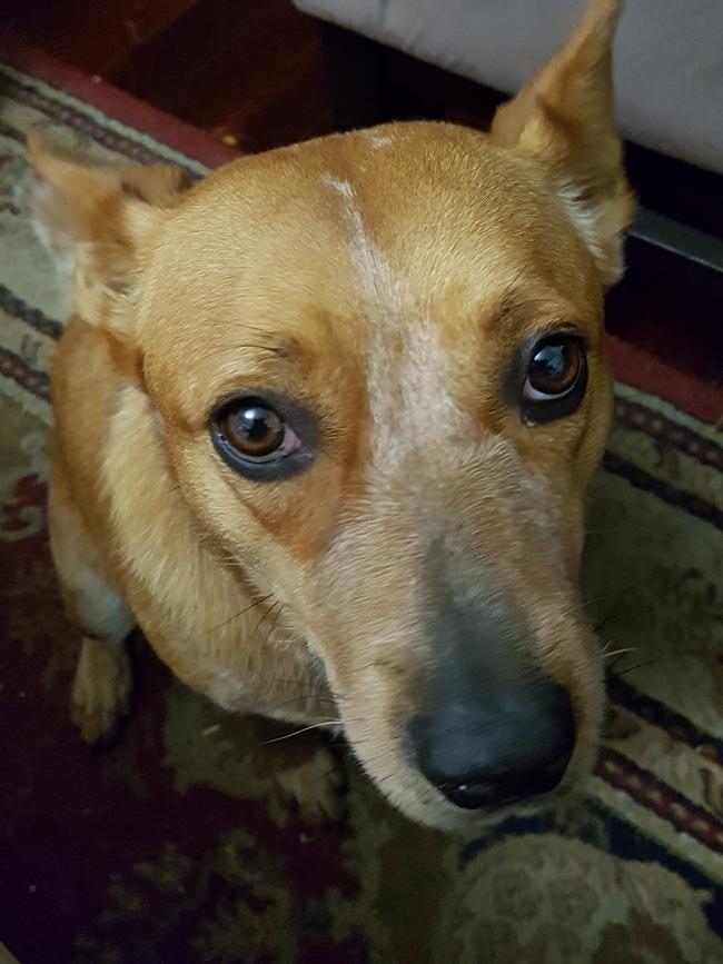 Puppy dog eyes are an instant work distaction for Missy the red heeler. Picture: Shaun Hollis