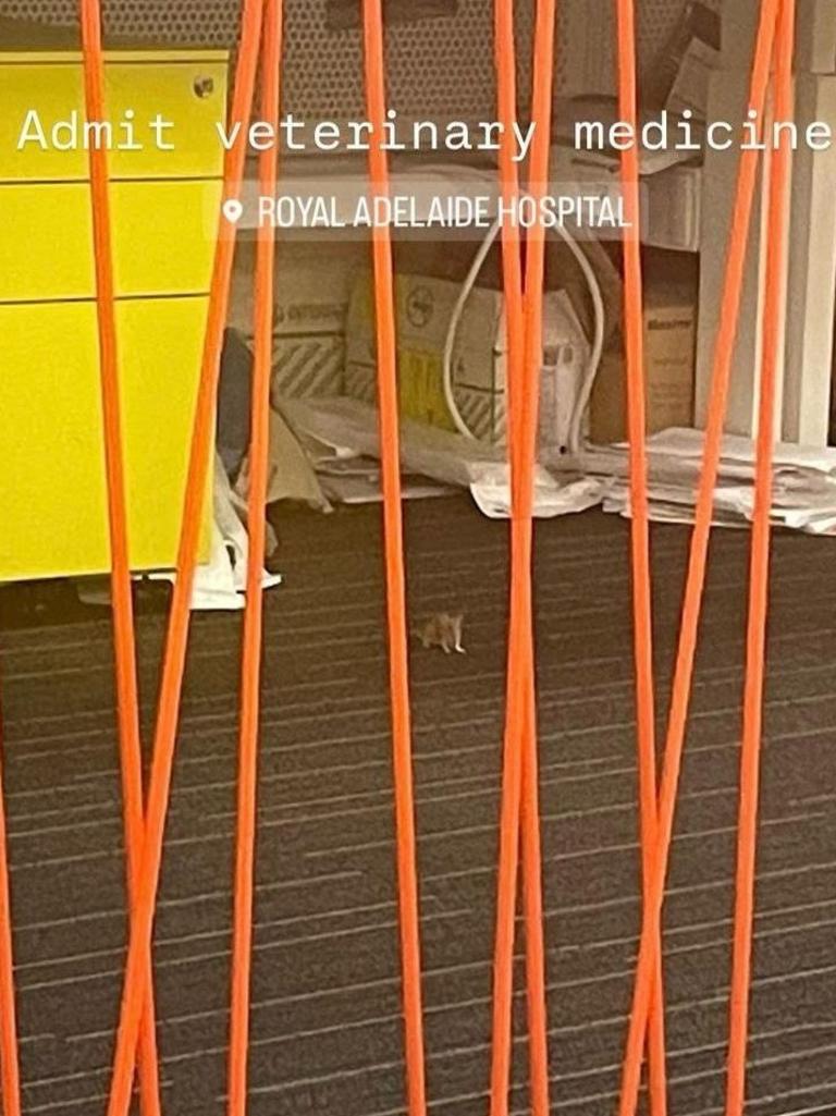 A photo of a rat at a major hospital has caused a stir. Picture: @rahttled — doc, X.