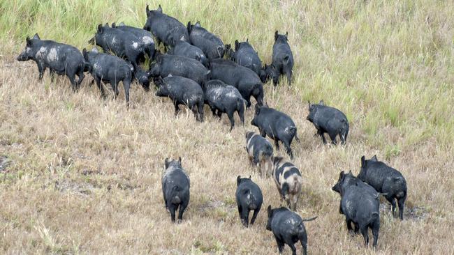 Millions of feral pigs are causing damage to farmland and national park across the state. Image: NSW