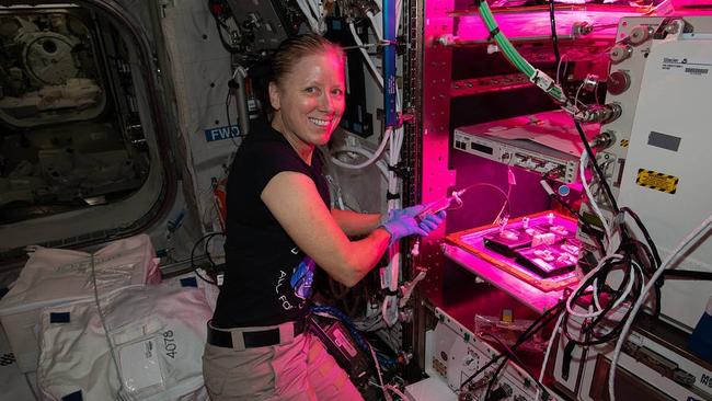 Dr Walker tends to plants growing inside the veggie plant growth facility for the Veg-03J space botany study. The investigation is cultivating Extra Dwarf Pak Choi, Amara Mustard and Red Romaine Lettuce which are harvested on-orbit with samples returned to Earth for testing. Picture NASA