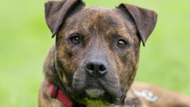 Generic picture of Staffordshire bull terrier