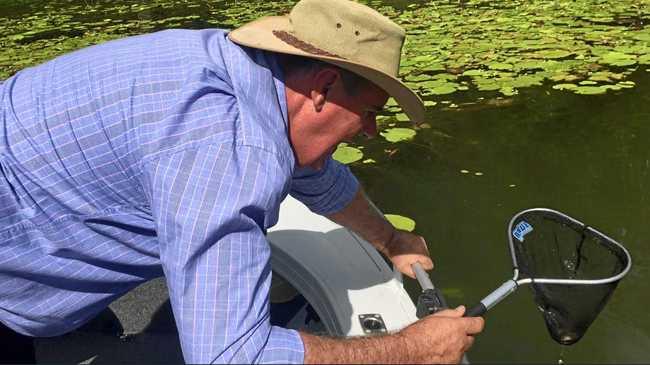 Minister Mark Furner releases Mary River Cod fingerlings into Borumba Dam. Picture: Contributed