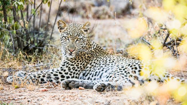 Cat nap ... Leopards are one of Roberts favourite animals! Picture: Robert Irwin