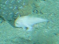 CSIRO researchers believe they've spotted a narrowbody handfish for the first time in over 25 years. Picture: CSIRO.