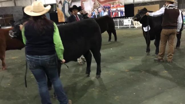  Royal Melbourne Show steer judging 