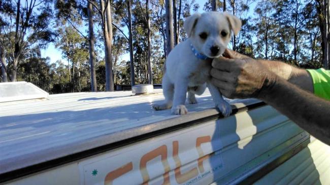 SWEET BOY: Austin was a birthday present to Sue Gardner for her 60th Birthday. Picture: Sue Gardner